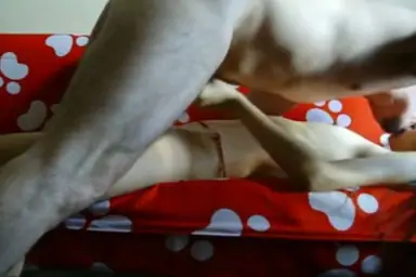 Bokep Indo ABG Bispak Hotel Bintang Lima Live